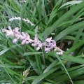 Big Blue Liriope