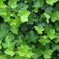 English Ivy