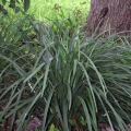 Giant Liriope