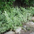 Variegated Vinca