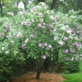 Althea (Rose of Sharon)