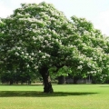 Catalpa