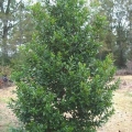 Cherry Laurel