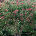 Crape Myrtle