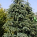 Deodar Cedar