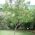 Desert Willow