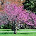 Eastern Redbud