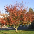 Flowering Crabapple