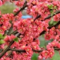 Flowering Peach