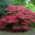 Japanese Maple