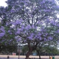 Lavender Tree