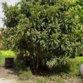 Loquat