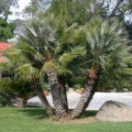 Mediterranean Fan Palm