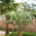 Pindo Palm (Jelly Palm)