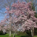 Saucer Magnolia