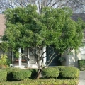 Texas Mountain Laurel