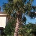 Texas Sable Palm