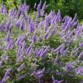 Vitex