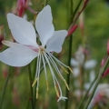 White Gaura