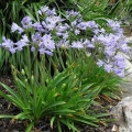 Agapanthus