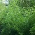 Asparagus Fern