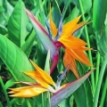 Bird of Paradise