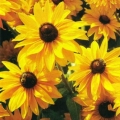 Black Eyed Susan