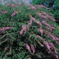 Butterfly Bush