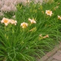 Day Lily