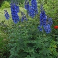 Delphinium