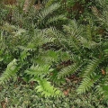 Holly Fern