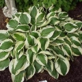 Hosta