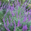 Mexican Bush Sage