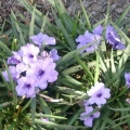 Mexican Petunia