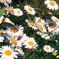 Ox-Eye Daisy