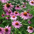 Purple Coneflower