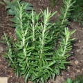 Rosemary