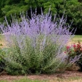 Russian Sage