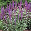 Salvia