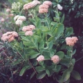 Sedum