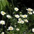 Shasta Daisy