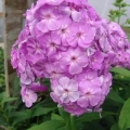 Summer Phlox