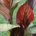 Tropicana Canna Lily