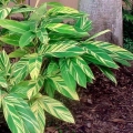 Variegated Ginger