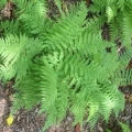 Wood Fern