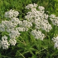 Yarrow