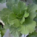 Cabbage - Osakara White Flowering