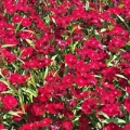 Dianthus- Ideal Crimson