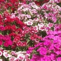 Dianthus- Ideal Magical Mix