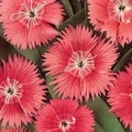 Dianthus- Ideal Salmon